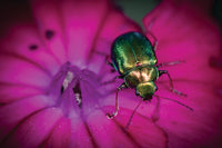 Beetle on purple flower