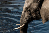 Elephant by the waterhole