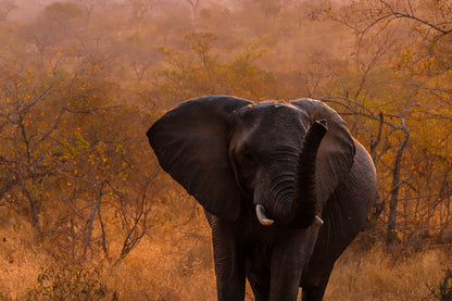 Elephant and leaves