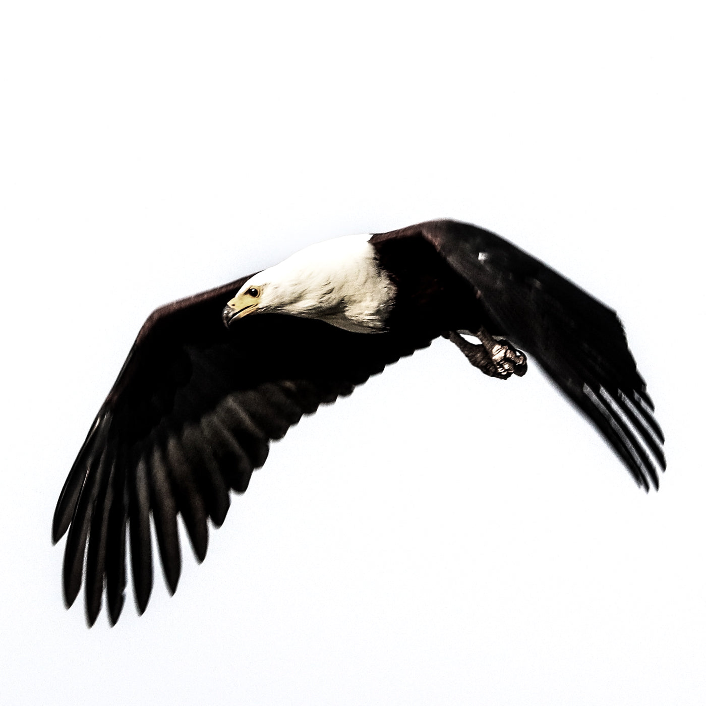 Flying fish eagle