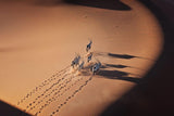 Gemsbok on sand dune