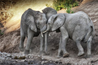African Elephants
