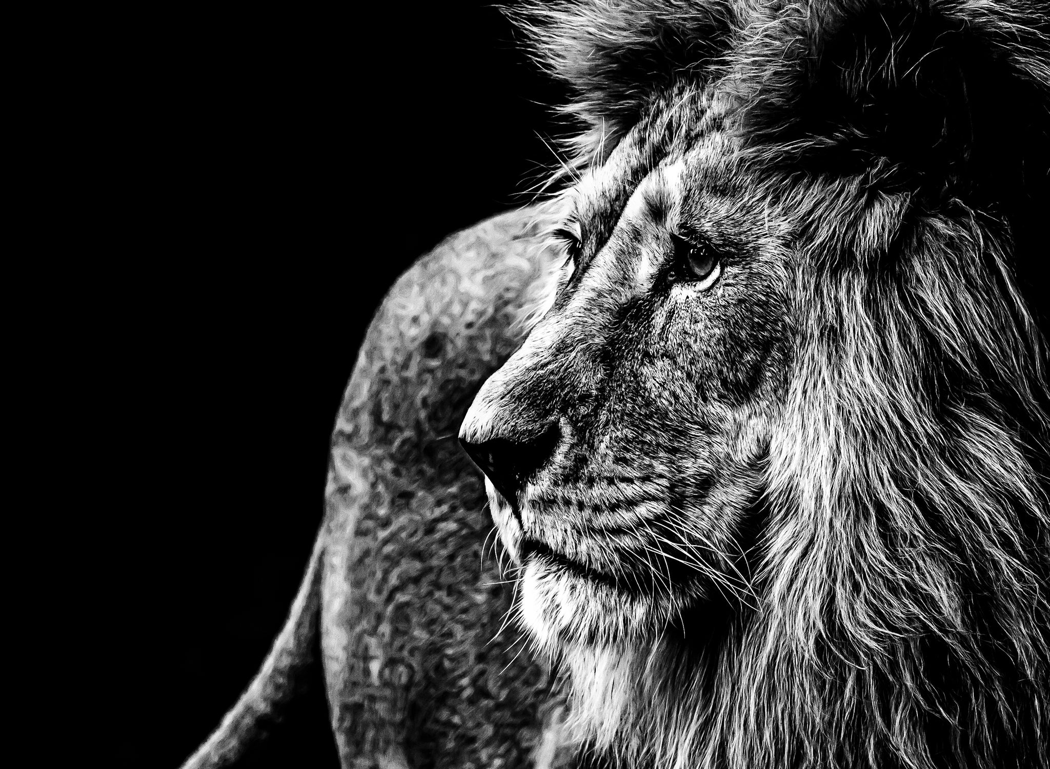Close-up of a Lion in black and white