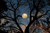 The moon and the tree