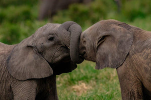 Young elephants tussling
