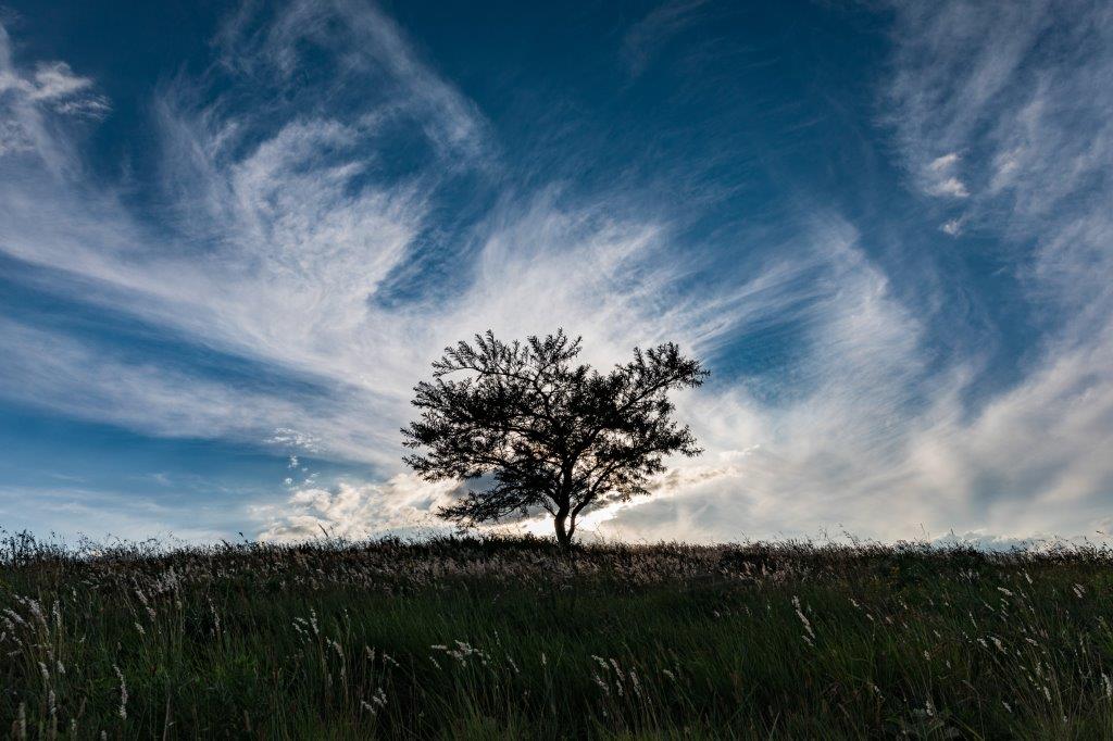 The lone tree and big sky