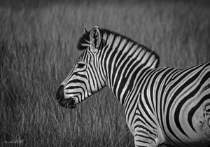 Zebra (Black and White)